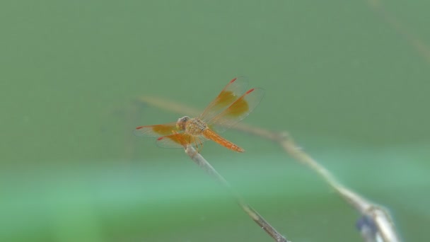 A gyönyörű szitakötő rovar nyugszik zöld fű tó a nyári napon — Stock videók