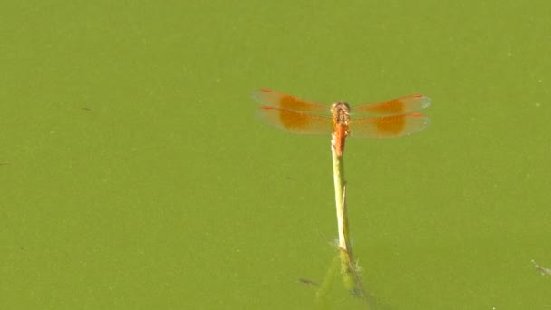 The beautiful dragonfly insect resting on green grass in lake on summer day — Stock Video