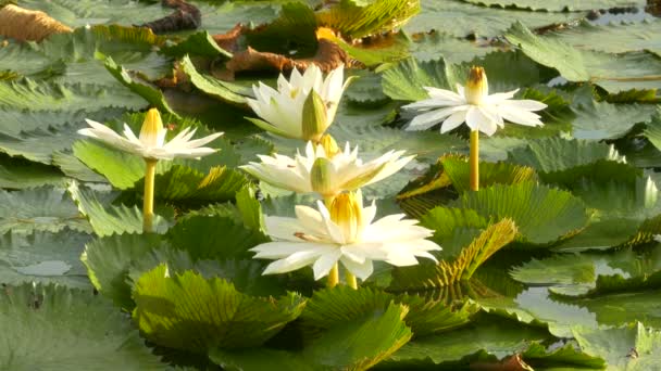 A lotus és a méhecske csoport dolgozó méh pollen meg lotus a nap folyamán a reggel, a Bangkok Thaiföld — Stock videók