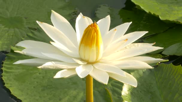 Biene im Lotus und Biene Arbeitsgruppe finden Pollen auf Lotus am Tag am Morgen, bangkok thailand — Stockvideo