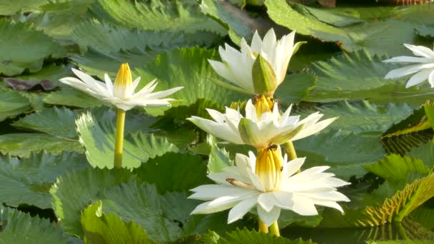 Abeja en lotus y el trabajo de grupo de abejas encontrar polen en loto en el día en la mañana, Bangkok Tailandia — Vídeos de Stock