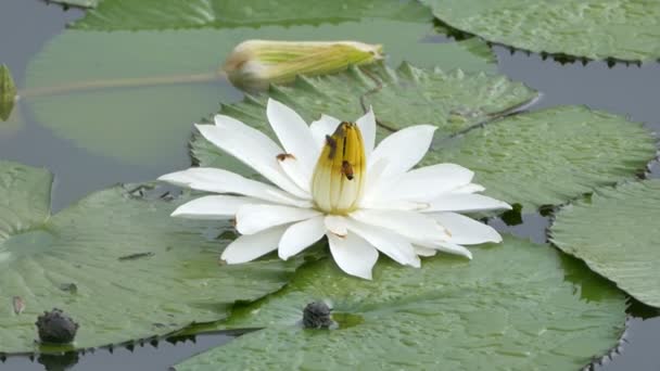 Biene im Lotus und Biene Arbeitsgruppe finden Pollen auf Lotus am Tag am Morgen, bangkok thailand — Stockvideo