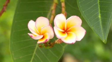 Plumeria (frangipani) bir buket ağaçta belirli o çiçek çiçekler