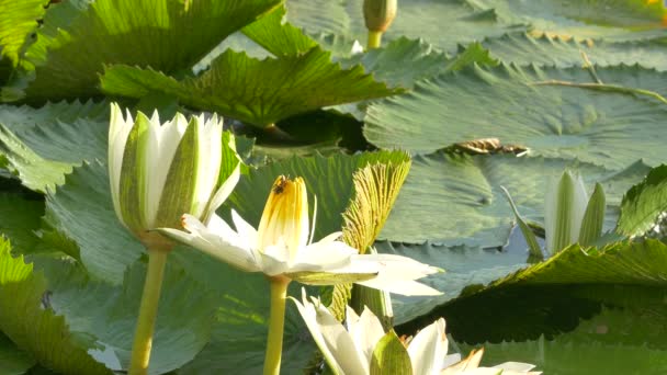 A lotus és a méhecske csoport dolgozó méh pollen meg lotus a nap folyamán a reggel, a Bangkok Thaiföld — Stock videók