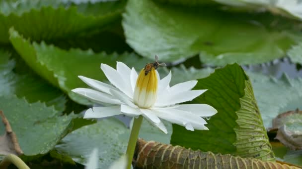 A lotus és a méhecske csoport dolgozó méh pollen meg lotus a nap folyamán a reggel, a Bangkok Thaiföld — Stock videók