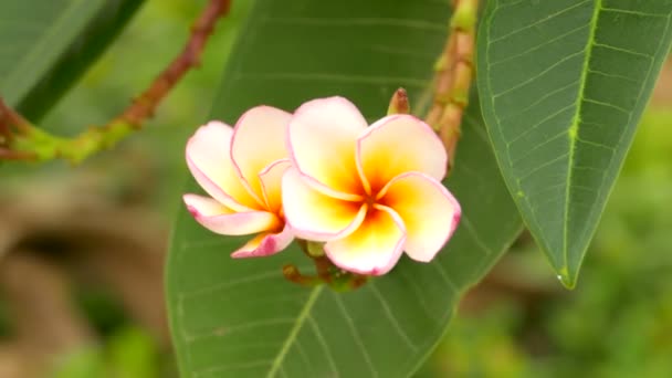 Plumeria (frangipani) bir buket ağaçta belirli o çiçek çiçekler — Stok video