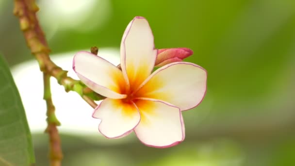 Un bouquet de fleurs plumeria (frangipani) sur les arbres qui fleurs spécifiques — Video