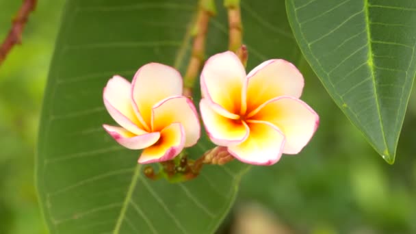 Ein Strauß von Plumperien (Frangipani) Blumen auf Bäumen, die bestimmte Blumen — Stockvideo