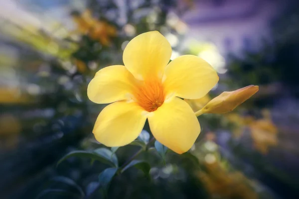 Zamknij się skupić w Allamanda żółty kwiat z rozmycie tła — Zdjęcie stockowe