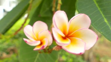 O belirli çiçek: Ultra Hd 4 k yüksek kaliteli görüntüleri boyutu 3840 x 2160 ağaçta plumeria (frangipani) bir buket çiçek