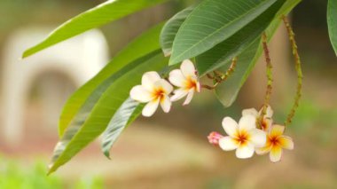O belirli çiçek: Ultra Hd 4 k yüksek kaliteli görüntüleri boyutu 3840 x 2160 ağaçta plumeria (frangipani) bir buket çiçek