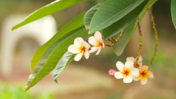 Un ramo de plumeria (frangipani) flores en los árboles que las flores específicas: Ultra HD 4K Tamaño de imágenes de alta calidad 3840x2160 — Vídeos de Stock