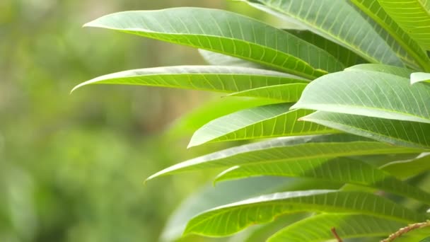 Un bouquet de fleurs plumeria (frangipani) sur les arbres qui fleurs spécifiques : Ultra HD 4K Taille de la vidéo 3840x2160 — Video