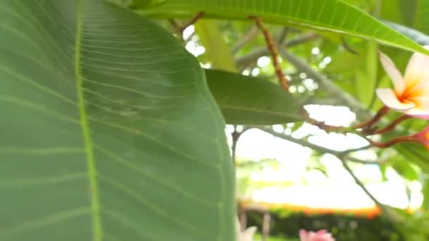 Ein Strauß von Plumperien (Frangipani) Blumen auf Bäumen, die spezifische Blüten: Ultra HD 4k hochqualitatives Filmmaterial Größe 3840x2160 — Stockvideo