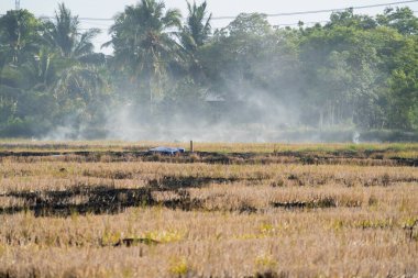 Yeşillik tarlasında ekin hasat etmek kırsal alan dingin çevre geniş açı görünümü