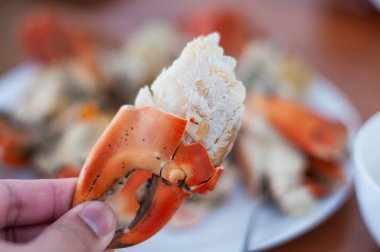 Taze mavi yengeç kıskacı kıyı lokantası yiyeceği yakın plan deniz ürünleri lezzeti