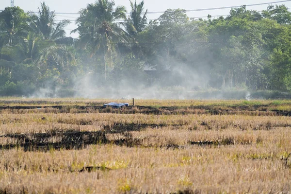 Yeşillik tarlasında ekin hasat etmek kırsal alan dingin çevre geniş açı görünümü