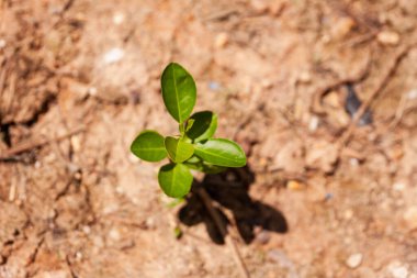 Doğadaki yaşamın yeni başlangıcını ve özünü simgeleyen esnek bir tohum toprağı delip geçer..