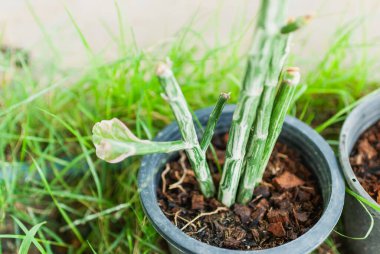 Learn how to care for succulents with easy tips for beginners to create a vibrant indoor garden.