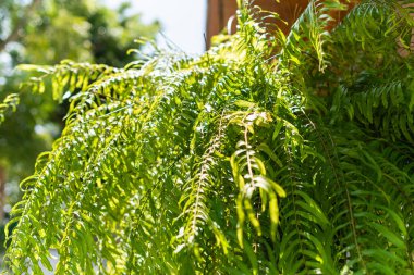 Bereketli eğreltiotlarının güzelliğini keşfedin güneş ışığında gelişen dingin bir bahçede canlı yeşillikler sergiliyorlar..