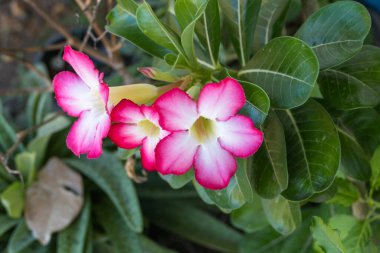 Huzurlu bir bahçede canlı çiçeklerin güzelliğini keşfedin..