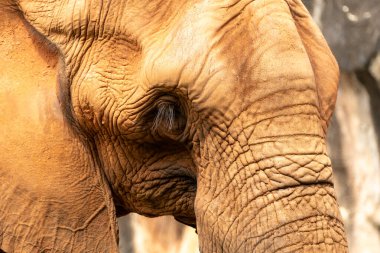 Görkemli bir filin benzersiz özelliklerini ön plana çıkaran ve vahşi yaşamı koruma çalışmalarını destekleyen yakın çekimi..