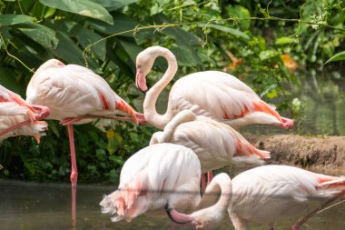 Bir grup flamingo bereketli bir sulak alanda zarif bir şekilde etkileşime girer..