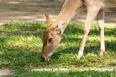 Bir geyiğin doğa parkında huzur içinde otlamasını yakalayan sakin bir an vahşi yaşam bağlantısını vurguluyor..