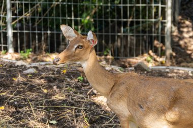 Zarif bir geyik doğanın güzelliğini gösteren bir vahşi yaşam sığınağında çevresini keşfeder..