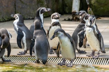 Bir grup penguen, sosyal davranışlarını sergileyerek hayvanat bahçelerinde etkileşime geçiyorlar..