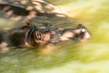 Nehirde süzülen barışçıl bir su aygırı doğal ortamında vahşi yaşamı gözler önüne seriyor..