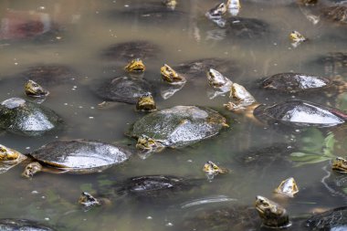 Huzurlu bir sahne, doğanın güzelliğini gösteren sakin bir gölette yaşayan kaplumbağa ve kurbağaları yakalıyor..