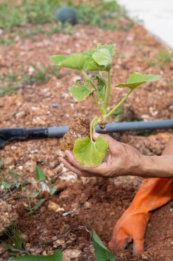 Bir bahçıvan dikkatli bir şekilde tohum eker. Gelecekteki büyüme ve sürdürülebilirlik için tohum yetiştirir..