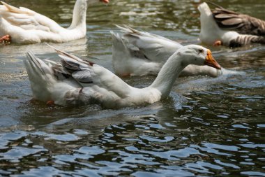 Bir grup kaz, sakin bir gölde zarif bir şekilde süzülerek doğadaki vahşi hayatın güzelliğini gözler önüne seriyor..