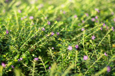 Doğanın güzelliğinin özünü yakalayan çiçeklerin canlı bir görüntüsü..
