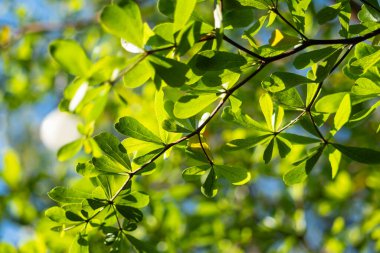 Açık mavi bir gökyüzünün altındaki canlı yeşil yaprakların karmaşık güzelliğini keşfedin..