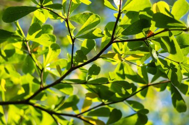 Canlı yeşil yaprakların güzelliğini keşfedin sakin bir orman ortamında gelişen.