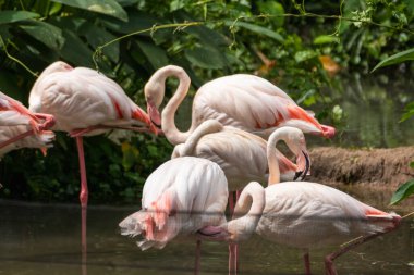 Flamingoların doğal sulak alanlarında sergilendiği sakin bir an..