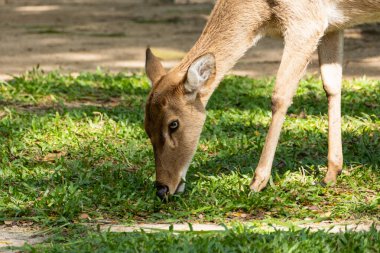 Bir geyik, sakin doğal habitatında ot arar ve vahşi yaşamın güzelliğini gösterir..