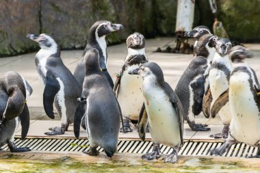 Hayvanat bahçesindeki penguenlerin şakacı soytarılıklarını keşfedin ve benzersiz davranışlarını gösterin..