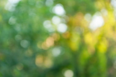 Bereketli bir bahçenin huzurlu manzarası doğanın güzelliğini ve dinginliğini yakın planda sergiliyor..