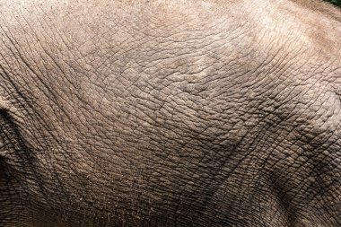 Fil derisinin eşsiz dokusunu ve doğal güzelliğini gösteren detaylı bir görüntüsü..