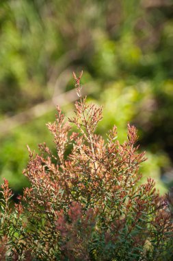 Canlı yeşilliğin detaylı yakın çekimi doğanın güzelliğinin özünü yakalıyor..
