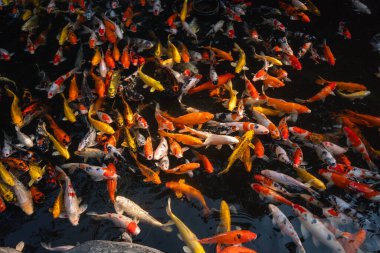 Koi balıklarıyla dolu canlı bir gölet doğanın güzelliğini ve huzurunu gözler önüne seriyor..