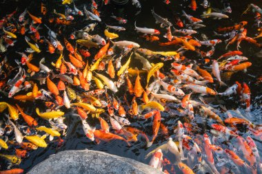 Renkli koi balığının büyüleyici görüntüsü dingin bir gölette uyum içinde yüzüyor..