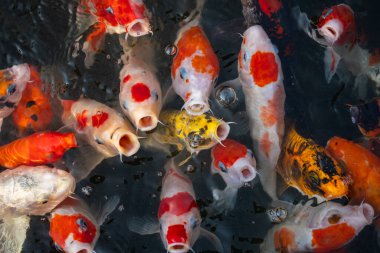 Canlı koi balıkları yüzeyde toplanır ve çarpıcı bir sualtı gösterisi yaratırlar..