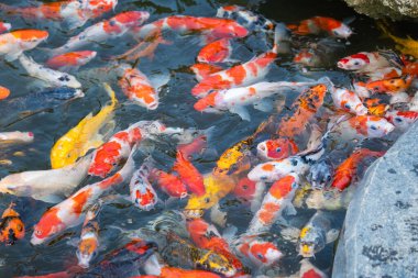 Koi balığının dingin güzelliğini keşfedin. Canlı renklerle dolu sakin bir gölette yüzün..