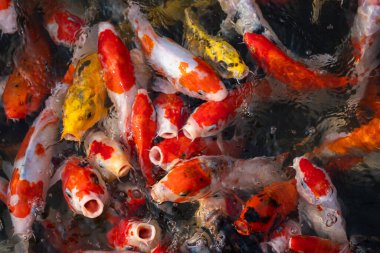 Canlı bir sualtı sahnesi, dingin bir gölette zarifçe yüzen koi balığı sürüsünü gözler önüne seriyor..