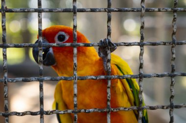 A vibrant parrot peers through its cage symbolizing longing for freedom in captivity.