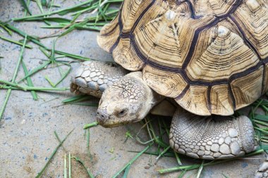 Bir kaplumbağa hayvanat bahçesindeki doğal ortamında sürünerek eşsiz kabuğunu ve çevresini gösterir..